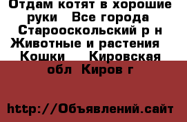 Отдам котят в хорошие руки - Все города, Старооскольский р-н Животные и растения » Кошки   . Кировская обл.,Киров г.